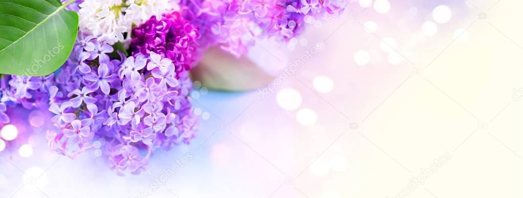 Close view of lilac flowers bunch on white background with bokeh