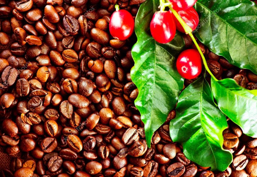 Café Grains Café Plante Vue Rapprochée — Photographie