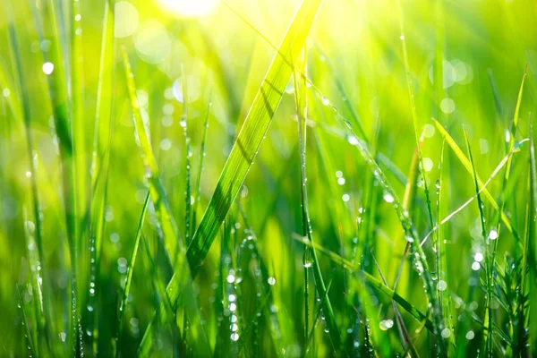 Hierba Fresca Primavera Rayos Sol Con Gotas Rocío — Foto de Stock