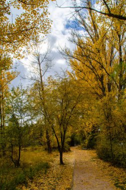 Düşen yapraklarla, sarı ve yeşil ağaçlarla dolu sonbahar manzarasında bir yol.