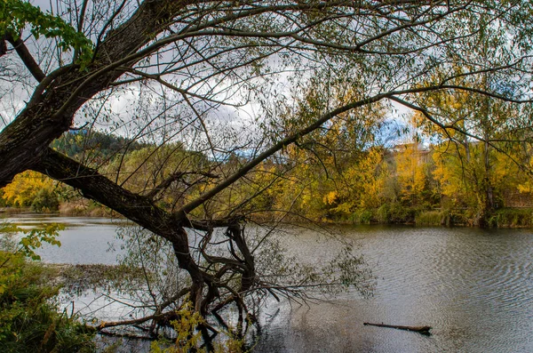 Paisaje Otoñal Donde Puede Ver Árbol Primer Plano Lago Muchos — Foto de Stock