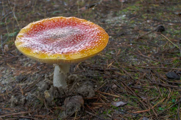 Fungus Ground — Stock Photo, Image