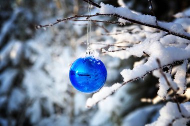 Mavi top karla kaplı ahşap dal.
