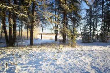 Kış konsepti. Kış ahşap kar ağaçlar.