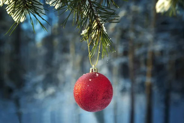 Palla rossa su un ramo di abete nel bosco coperto della neve . — Foto Stock