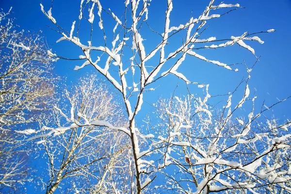 Kar kış ahşap ağaçlarda — Stok fotoğraf