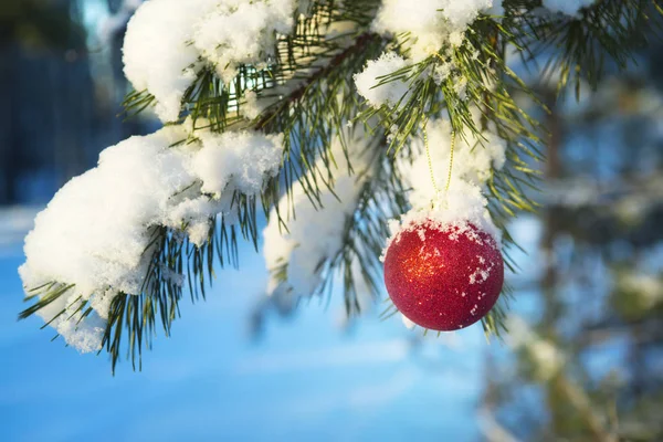 Karla kaplı ahşap bir köknar ağacı dalı üzerinde kırmızı top. — Stok fotoğraf