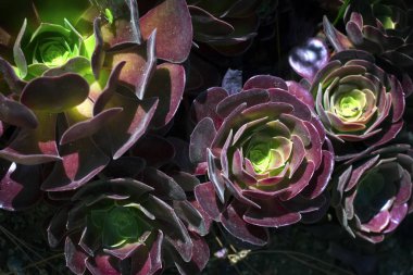 Aeonium succulent background clipart