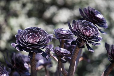 Aeonium etli arka plan