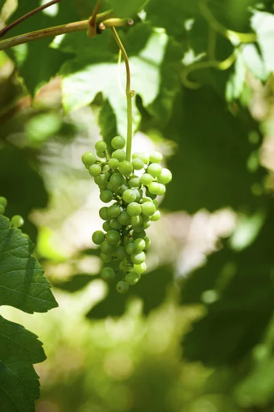 Cluster van de druiven op de groene achtergrond — Stockfoto