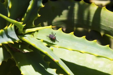 Aloe yaprak üzerinde uçmak