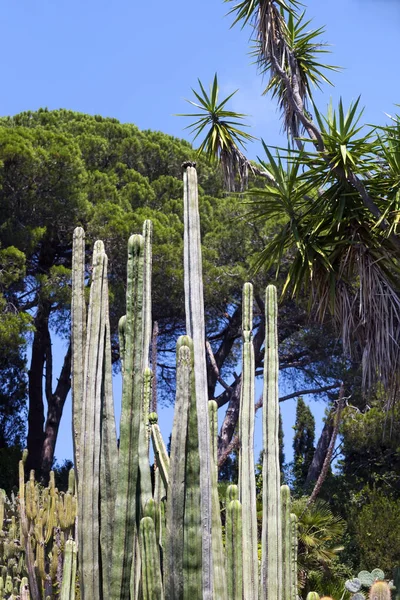 Cactus Naturaleza fondo verde — Foto de Stock