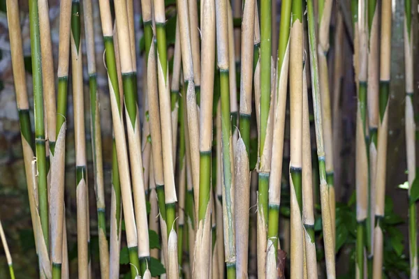 Crescendo fundo de bambu — Fotografia de Stock