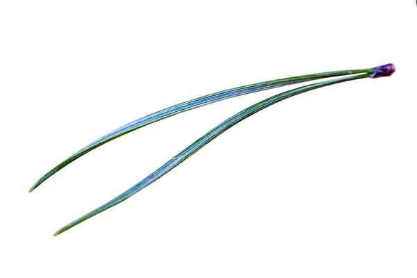 Needle of a pine — Stock Photo, Image