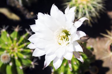 Bir kaktüs ince beyaz çiçek
