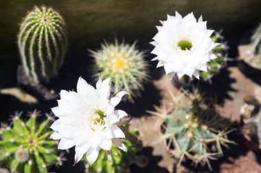 Bir kaktüs ince beyaz çiçek