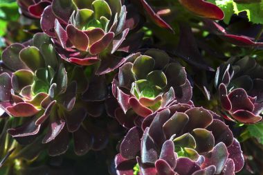 Aeonium etli arka plan