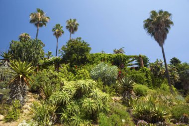 Kaktüs, palmiye ağaçları ve Agav'lar yatay.