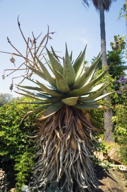 Büyük eski agav