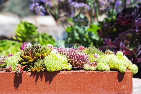 Σετ succulent εγκαταστάσεις σε γλάστρα — Φωτογραφία Αρχείου