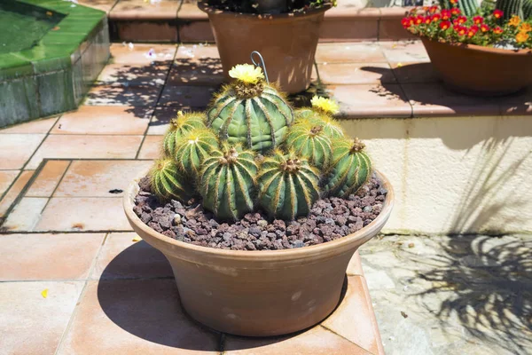 Kwitnących kaktusów magnifica Parodia — Zdjęcie stockowe