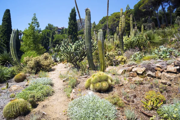 Cactus Naturaleza paisaje verde — Foto de Stock