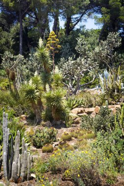 Kaktüs, palmiye ağaçları ve Agav'lar yatay.