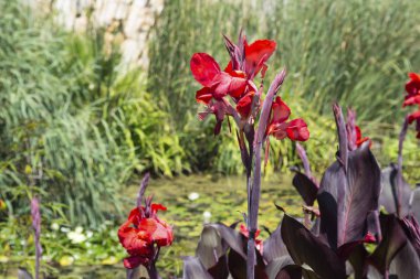 Şu yeni gelişen bitki Cannes