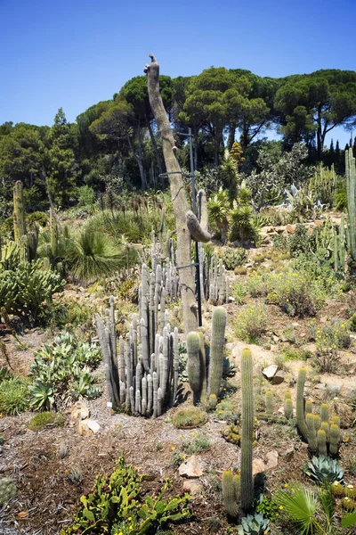 Paisaje de cactus, palmeras y agaves . — Foto de Stock
