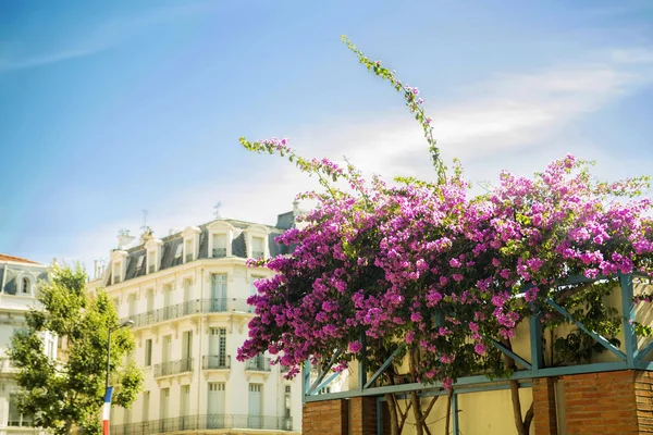 Den blommande Bougainvillea — Stockfoto