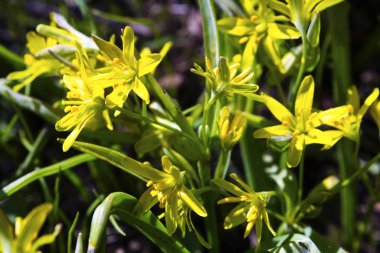 Sarı bahar çiçekleri makroyu kapatın.