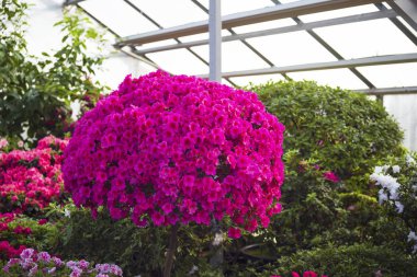 Bahçede açelya ormangülü çiçek