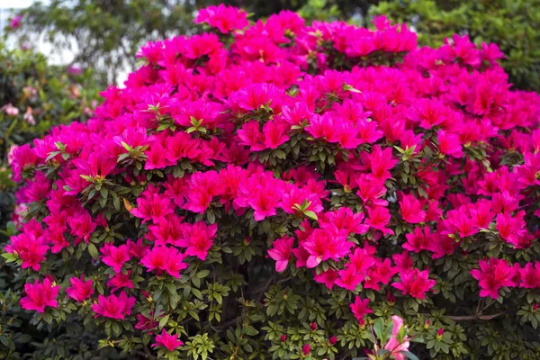 Цветы Азалии Рододендрон в саду — стоковое фото