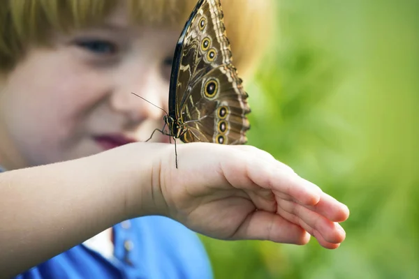 Morpho motýl na ruku — Stock fotografie