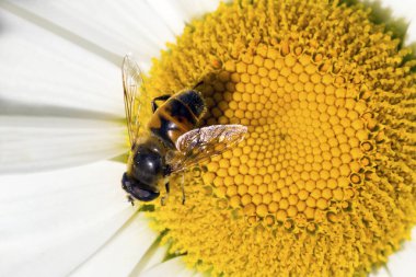 Papatya üzerinde oturan arı.