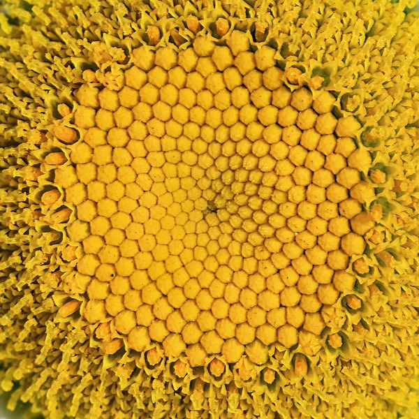 Chamomile flower macro shot — Stock Photo, Image