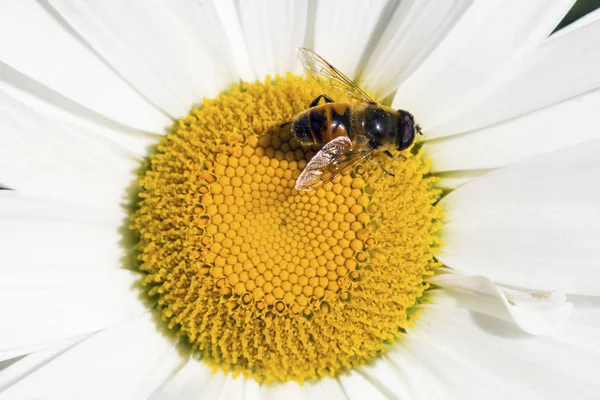 Papatya üzerinde oturan arı.
