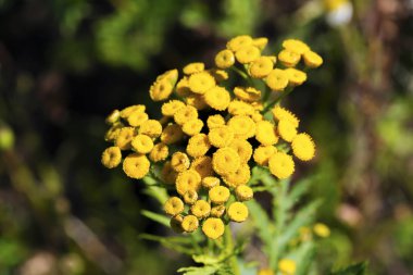 Sarı tansi çiçekler.