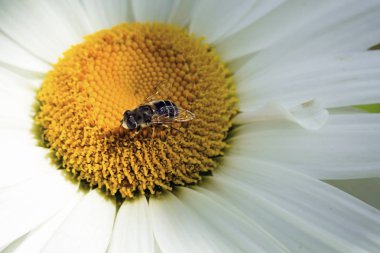 Papatya üzerinde oturan arı.