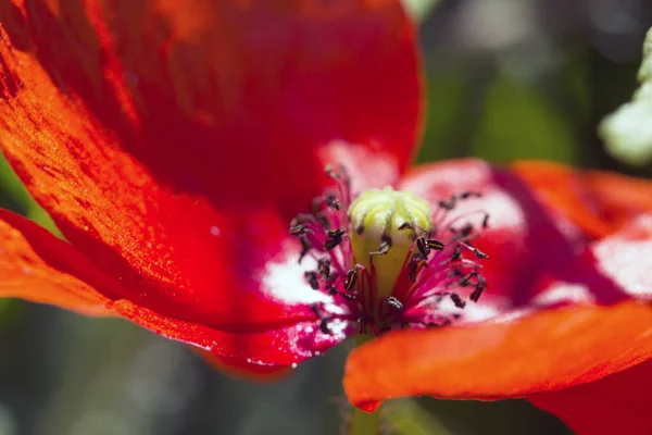 Opio amapola papaver somniferum flor — Foto de Stock