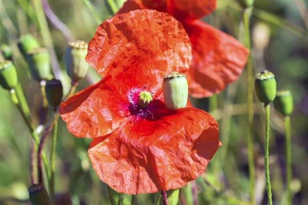 Campo de flores de amapola — Foto de Stock