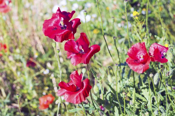 Campo de flores de amapola — Foto de Stock