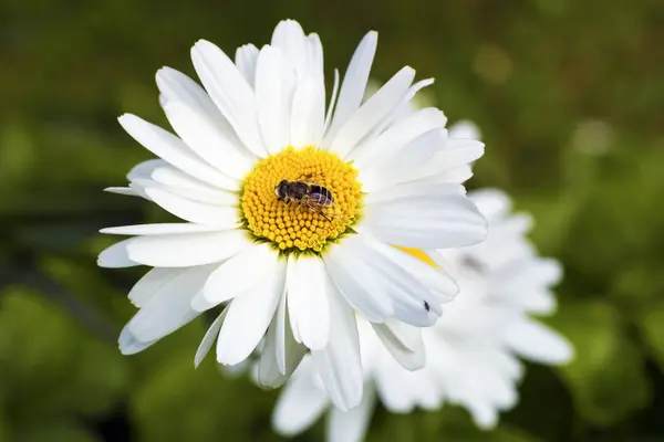 Pszczoła siedzi na rumianek. — Zdjęcie stockowe