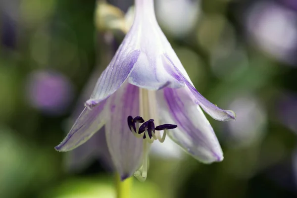 Paarse campanula bloemen in de tuin — Stockfoto