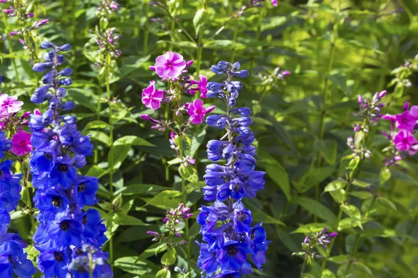 Beautiful spring flowers background — Stock Photo, Image