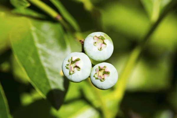 Omogna stora blå bär frukt i sommarträdgård — Stockfoto