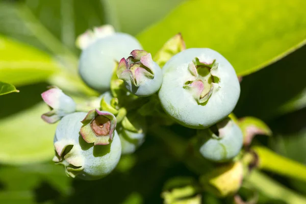 Onrijpe grote blauwe bessen fruit in de zomertuin — Stockfoto