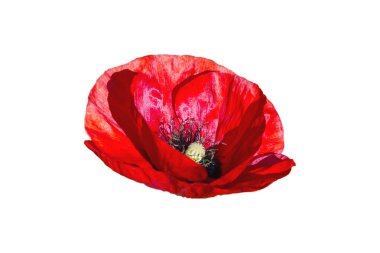  Kırmızı haşhaş beyaz arkaplanda izole edildi