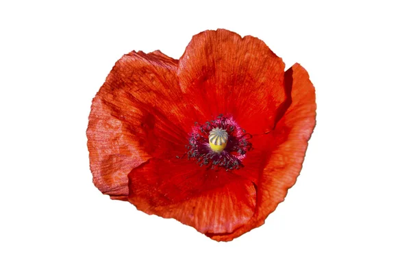 Rode papaver geïsoleerd op witte achtergrond — Stockfoto