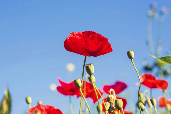 Flores de amapola roja sobre fondo de cielo azul — Foto de Stock